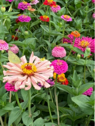 colorful flowers in a garden